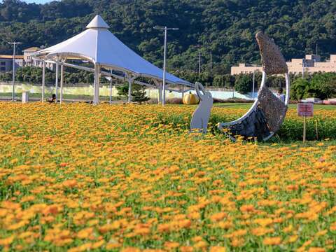 大佳河浜公園で黄金色の花々が満開