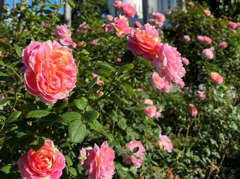 「莫內」開花量多，具粉色、黃色等顏色鮮明的絞紋。(圖片來源：臺北市政府工務局公園路燈工程管理處)