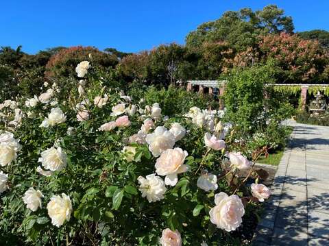 「白櫻鏡」耐熱又多花，適合園藝新手栽植。(圖片來源：臺北市政府工務局公園路燈工程管理處)
