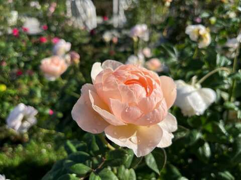 優雅杏色的「牧羊女」屬強健又好種的英國玫瑰。(圖片來源：臺北市政府工務局公園路燈工程管理處)