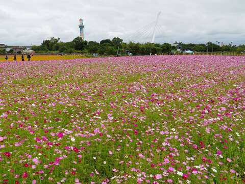 社子大橋是關渡平原地標(圖片來源：臺北市政府工務局)