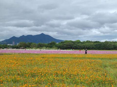 遠方的觀音山守護著關渡花海(圖片來源：臺北市政府工務局)