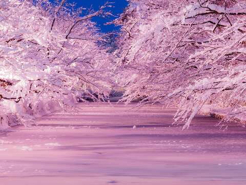 弘前市冬天賞雪夜櫻(圖片來源：臺北市政府觀光傳播局)
