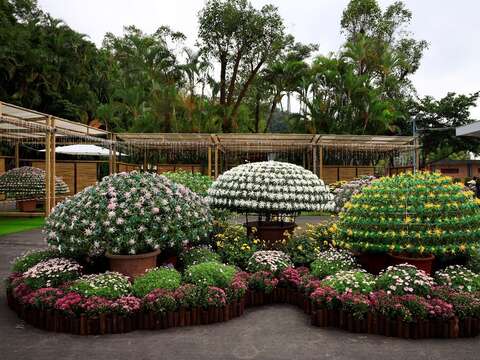 士林官邸菊展每年不可錯過的嬌客~大立菊(圖片來源：臺北市政府工務局公園路燈工程管理處)