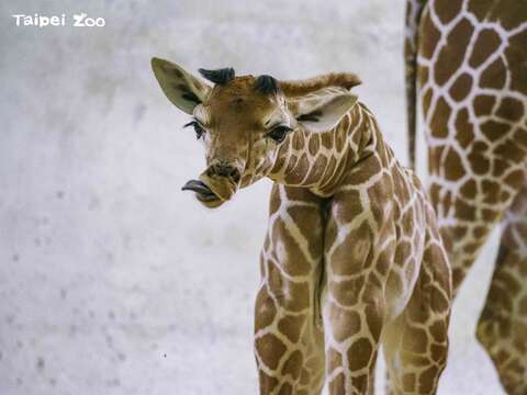 白天若是經過非洲動物區，或許就有機會幸運與新成員「麥萌」打個照面噢！(圖片來源：臺北市立動物園)