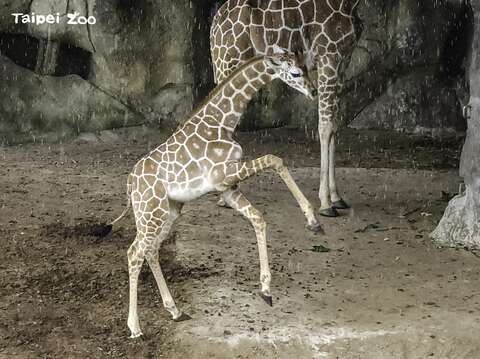 好動的「麥萌」在戶外活動場一面急速奔馳、一面甩動前腿(圖片來源：臺北市立動物園)