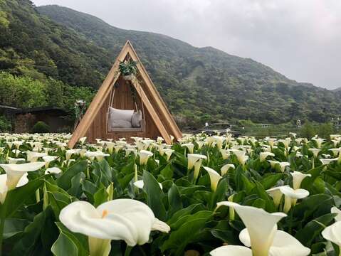 竹子湖逛海芋田(圖片來源：臺北市政府產業發展局)