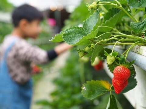 白石湖採草莓(圖片來源：臺北市政府產業發展局)