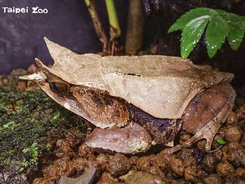 三角枯葉蛙的外觀非常類似森林底層的枯枝落葉(圖片來源：臺北市立動物園)