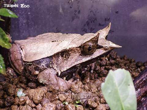 三角枯葉蛙的眼臉和吻部有非常明顯的突起、形狀呈三角形，也因此得名(圖片來源：臺北市立動物園)