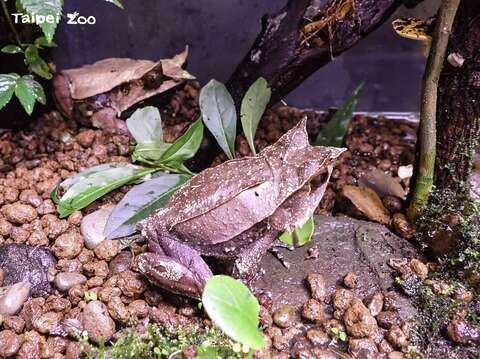 三角枯葉蛙被安排在兩棲爬蟲動物館的箭毒蛙房裡進行配對(圖片來源：臺北市立動物園)