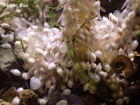 因為蝌蚪數量眾多，保育員在飼養缸內增加了大量的水草供蝌蚪休息(圖片來源：臺北市立動物園)
