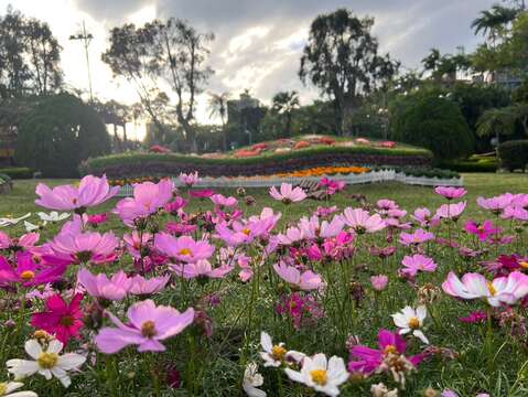 Shilin Residence Chrysanthemum Show Celebrates 20th Anniversary