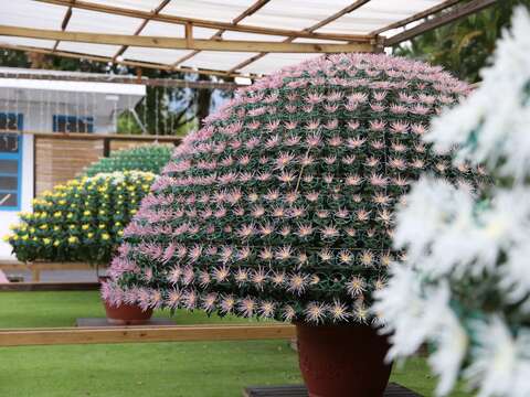 Shilin Residence Chrysanthemum Show Celebrates 20th Anniversary