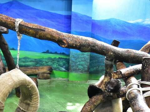 白天「圓寶」還是照常跟媽媽一起活動(圖片來源：臺北市立動物園)