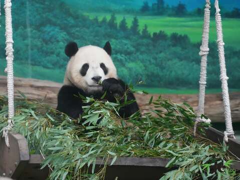 「圓寶」享用全竹大餐，完全沒有問題(圖片來源：臺北市立動物園)