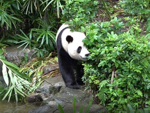圓寶：我長大要獨立了！(圖片來源：臺北市立動物園)