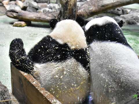 圓寶已經2歲5個月大，開始進行獨立訓練(圖片來源：臺北市立動物園)