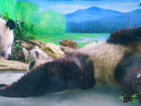 圓寶：媽~我晚上要自己睡了嗎？(圖片來源：臺北市立動物園)