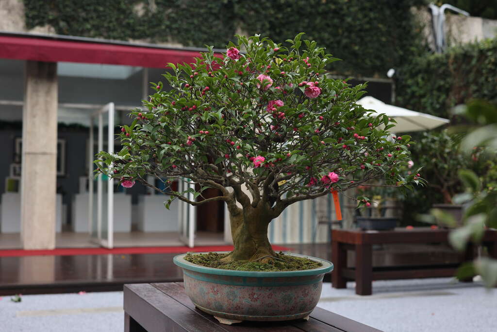 2022台北茶花展活動照片(圖片來源：工務局公園處)