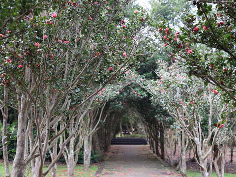 2022台北茶花展活動照片-花之隧道(圖片來源：工務局公園處)