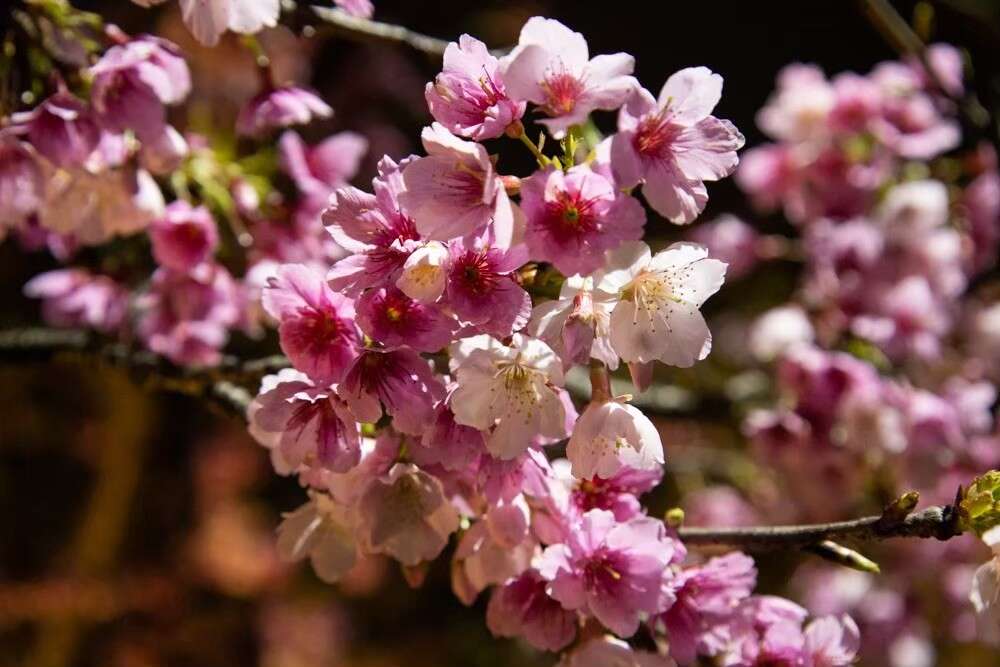 Lohas Cherry Blossom Festival, 2023