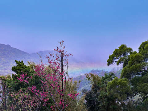 YangMingShan Flower Festival, 2023