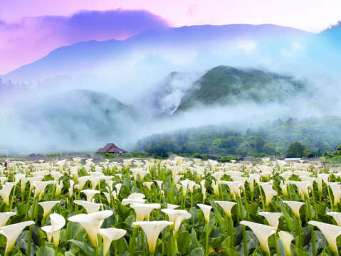 竹子湖海芋季花海周圍山環繞(圖片來源：產業發展局)