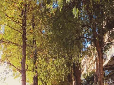 The Fuxinggang Bald Cypress Trail is like a secret pathway. When the bald cypresses turn golden yellow and tawny brown, it seems to declare that winter is coming. (Photo/Metro Taipei)