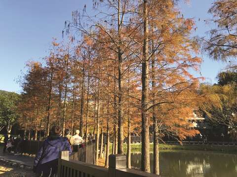 As an iconic scene of winter, the bald cypresses in Indigenous People’s Park attract a rush of visitors. (Photo/Parks and Street Lights Office, Public Works Department)