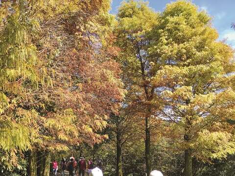 The bald cypresses on Lengshuikeng Trail have become a popular site in recent years, owing to their beautiful and Insta-worthy yellow foliage. (Photo/Yuskay Huang)