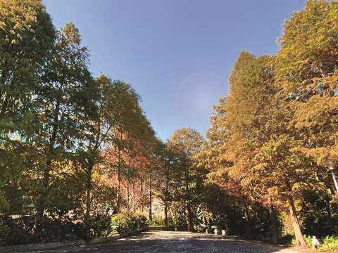 The leaves of the bald cypress in Lishan Park change color from light green to reddish brown, creating a romantic atmosphere. (Photo/ Geotechnical Engineering Office, Public Works Department)
