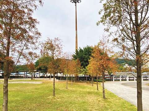 The Fuxinggang Bald Cypress Trail is like a secret pathway. When the bald cypresses turn golden yellow and tawny brown, it seems to declare that winter is coming. (Photo/Metro Taipei)