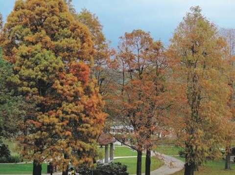 Dahu Park has a different look depending on the season, and colorful bald cypresses can be spotted here in winter. (Photo/Yuskay Huang)