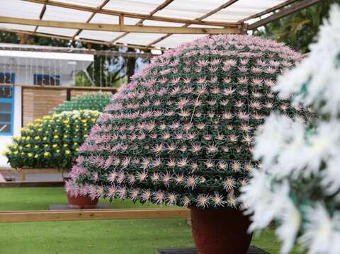 The first choice for light travel in the post-epidemic era! Chrysanthemum exhibition 210,000 pots of chrysanthemums welcome guests, There are certificate of gold, Forbidden City boutiques, Airpods... series of event awards waiting for you.