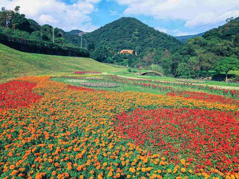 Flower Viewing During New Year’s Eve Holidays Dagouxi Riverside Park Sea of Flowers in Full Bloom