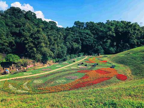 Flower Viewing During New Year’s Eve Holidays Dagouxi Riverside Park Sea of Flowers in Full Bloom