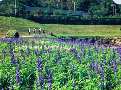 Flower Viewing During New Year’s Eve Holidays Dagouxi Riverside Park Sea of Flowers in Full Bloom