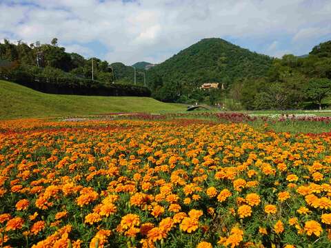 Flower Viewing During New Year’s Eve Holidays Dagouxi Riverside Park Sea of Flowers in Full Bloom