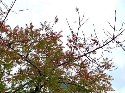 黃連木由綠葉轉紅葉近照(圖片來源：臺北市政府工務局公園路燈工程管理處)