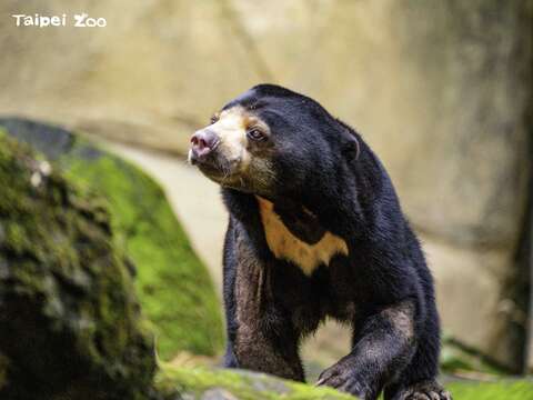 「小熊妹」不時會有過度理毛、來回踱步、因不安全感發出咕咕叫聲等行為(圖片來源：臺北市立動物園)