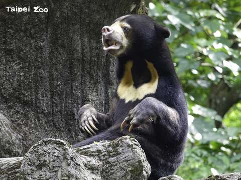 照養團隊投入人力，全日觀察紀錄馬來熊的一舉一動(圖片來源：臺北市立動物園)