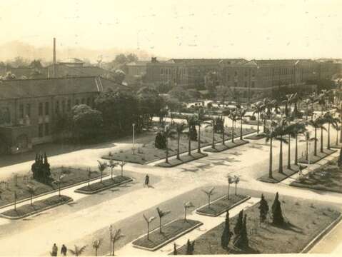 1950年代臺大校園一景—椰林大道(圖片來源：臺北市立圖書館)