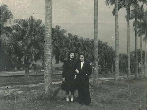 臺大校門前的成排椰子樹(圖片來源：臺北市立圖書館)