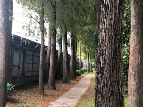 冬季裡的主角落羽松(圖片來源：臺北市政府工務局公園路燈工程管理處)