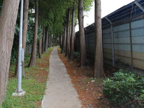 漸變中的落羽松(圖片來源：臺北市政府工務局公園路燈工程管理處)
