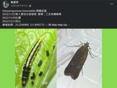 曾粲然同學在FB社團-慕光之城-蛾類世界 PART 2提供的蛾類觀察資料，包含完整的飼養生活史照片。(圖片來源：臺北市青少年發展暨家庭教育中心)