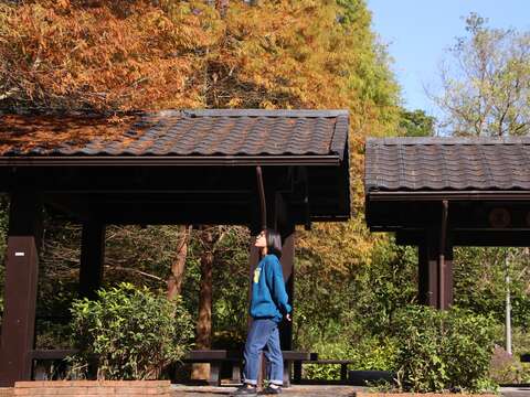 落羽松11月起逐漸變換為橙紅色(圖片來源：臺北市政府工務局大地工程處)
