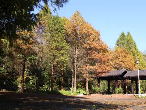 麗山農民廣場的落羽松美景(圖片來源：臺北市政府工務局大地工程處)