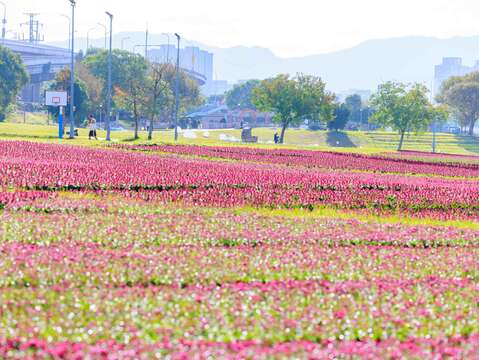 古亭河濱花海 賞花期到112年2月中旬(圖片來源：臺北市政府工務局水利工程處)